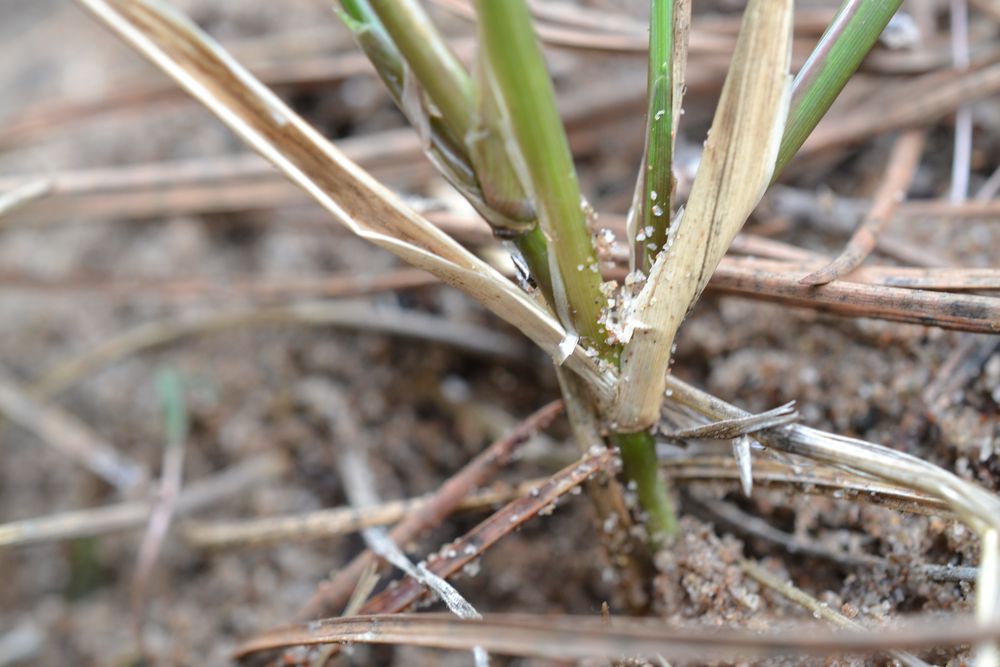 Cenchrus clandestinus (Hochst. ex Chiov.) Morrone, 2010 [syn. Pennisetum clandestinum C.F. Hochstetter ex E. Chiovenda ; Kikuyuochloa clandestina (Hochst. ex Chiov.) H.Scholz, 2006]