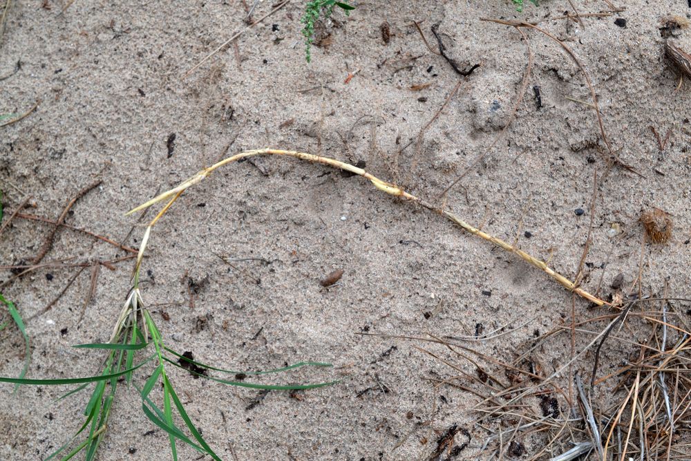 Cenchrus clandestinus (Hochst. ex Chiov.) Morrone, 2010 [syn. Pennisetum clandestinum C.F. Hochstetter ex E. Chiovenda ; Kikuyuochloa clandestina (Hochst. ex Chiov.) H.Scholz, 2006]