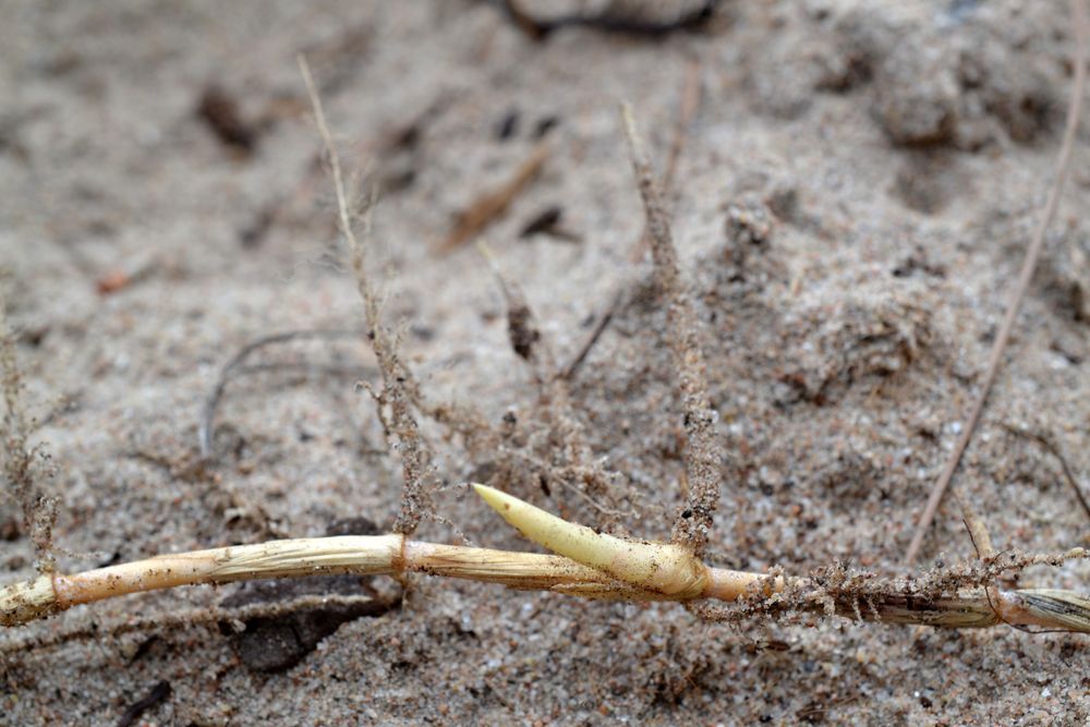 Cenchrus clandestinus (Hochst. ex Chiov.) Morrone, 2010 [syn. Pennisetum clandestinum C.F. Hochstetter ex E. Chiovenda ; Kikuyuochloa clandestina (Hochst. ex Chiov.) H.Scholz, 2006]