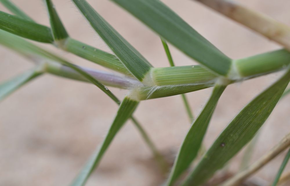 Cenchrus clandestinus (Hochst. ex Chiov.) Morrone, 2010 [syn. Pennisetum clandestinum C.F. Hochstetter ex E. Chiovenda ; Kikuyuochloa clandestina (Hochst. ex Chiov.) H.Scholz, 2006]