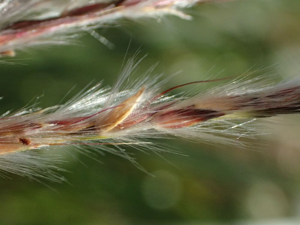 Miscanthus sinensis Andersson, 1855