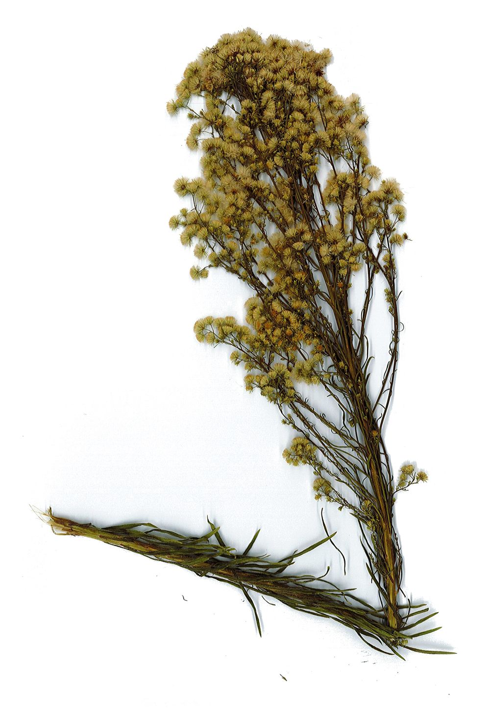 Erigeron canadensis L., 1753 [syn. Conyza canadensis (L.) Cronquist, 1943]