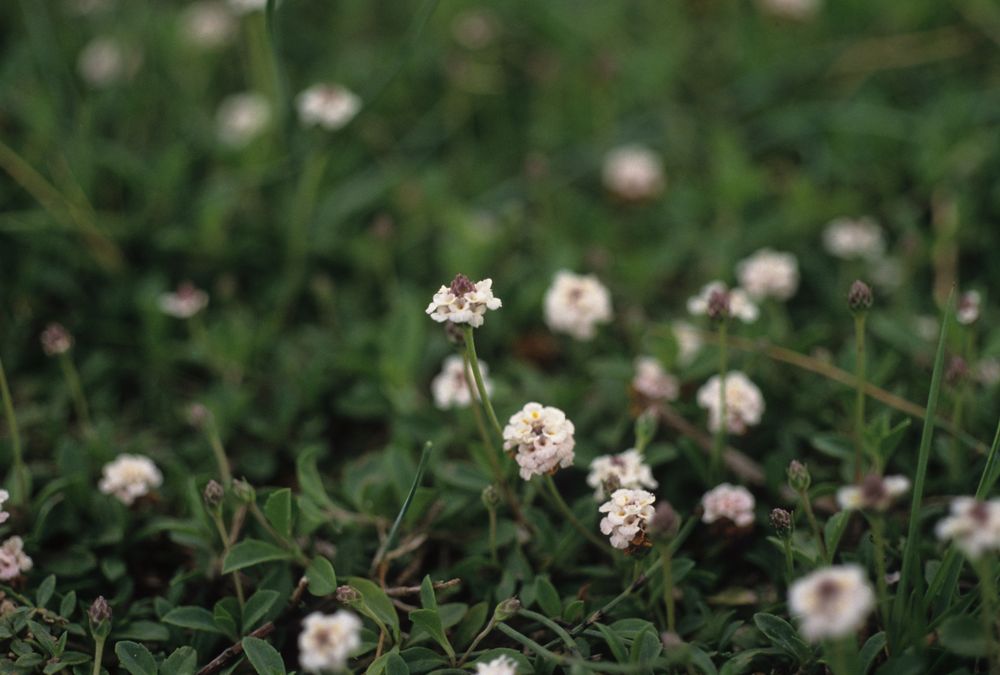 Phyla nodiflora var. minor (Gillies & Hook.) N.O'Leary & Múlgura, 2012 [syn. Phyla filiformis (Schrad.) Meikle, 1985 ; Lippia canescens auct. non Kunth, 1818, sensu P.Fourn., 1937]