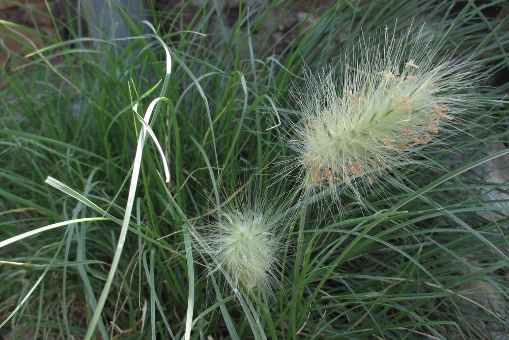 Cenchrus longisetus M.C.Johnst., 1963 [syn. Pennisetum villosum R.Br. ex Fresen., 1837]