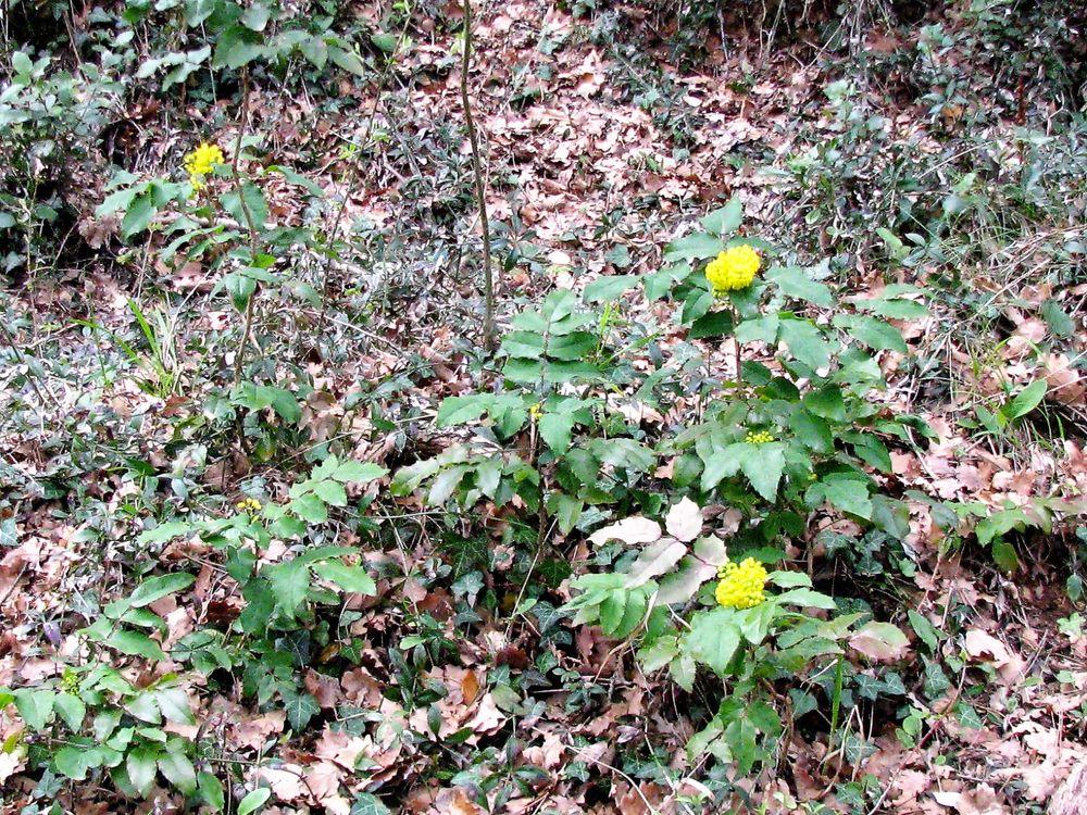 Berberis aquifolium Pursh, 1814 [syn. Mahonia aquifolium (Pursh) Nutt., 1818]