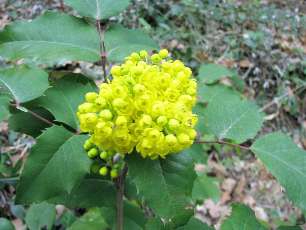 Berberis aquifolium Pursh, 1814 [syn. Mahonia aquifolium (Pursh) Nutt., 1818]
