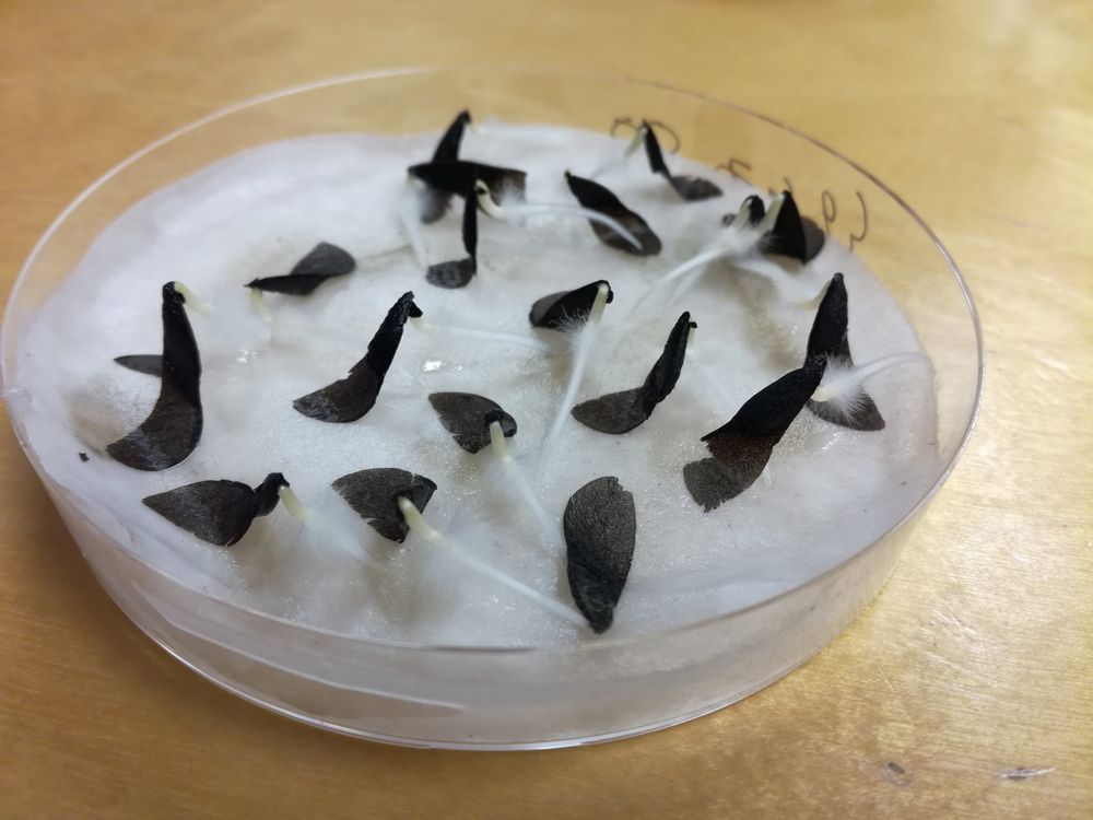 Hakea salicifolia (Vent.) B.L.Burtt, 1941