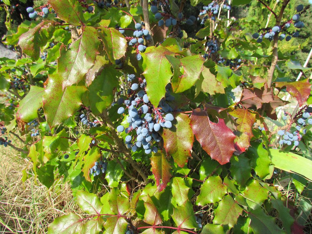 Berberis aquifolium Pursh, 1814 [syn. Mahonia aquifolium (Pursh) Nutt., 1818]