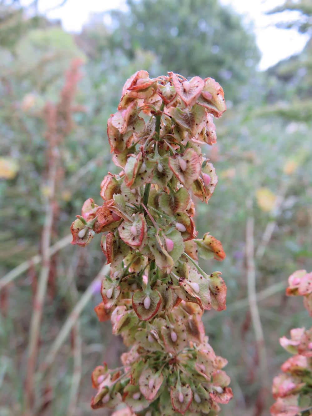 Rumex cristatus DC., 1813
