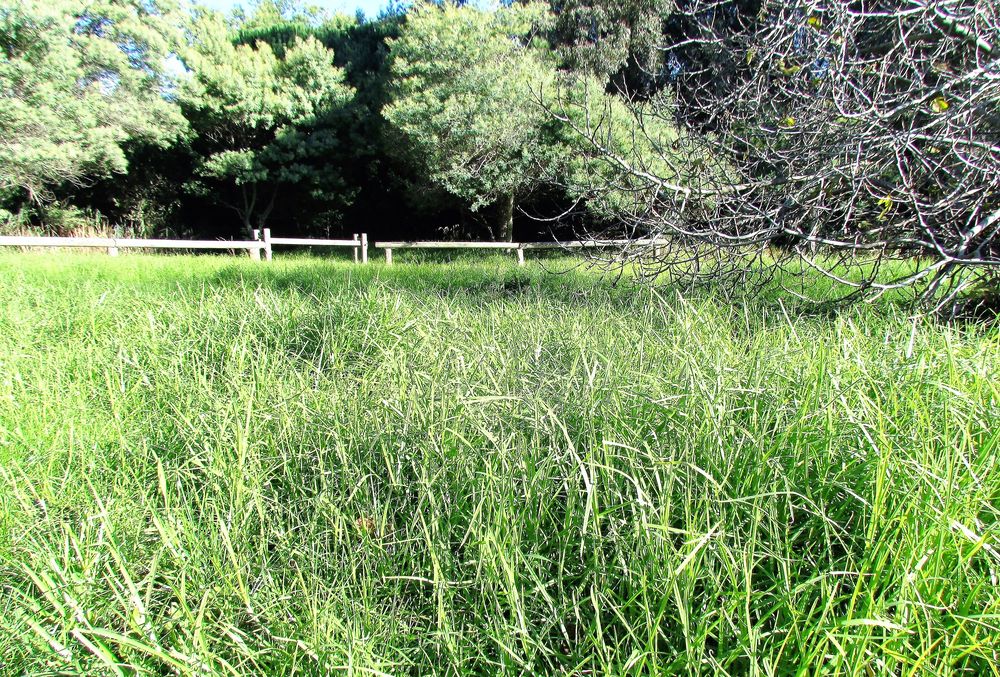 Cenchrus clandestinus (Hochst. ex Chiov.) Morrone, 2010 [syn. Pennisetum clandestinum C.F. Hochstetter ex E. Chiovenda ; Kikuyuochloa clandestina (Hochst. ex Chiov.) H.Scholz, 2006]