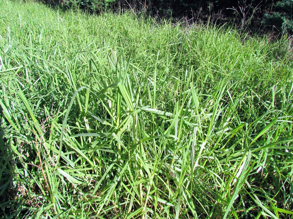 Cenchrus clandestinus (Hochst. ex Chiov.) Morrone, 2010 [syn. Pennisetum clandestinum C.F. Hochstetter ex E. Chiovenda ; Kikuyuochloa clandestina (Hochst. ex Chiov.) H.Scholz, 2006]