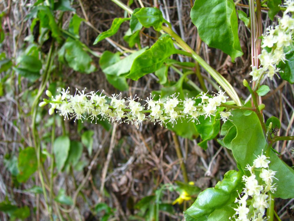 Anredera cordifolia (Ten.) Steenis, 1957