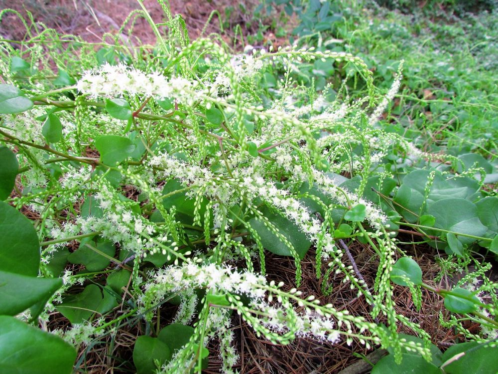 Anredera cordifolia (Ten.) Steenis, 1957