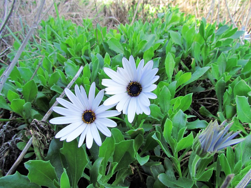 Osteospermum ecklonis (DC.) Norl., 1943
