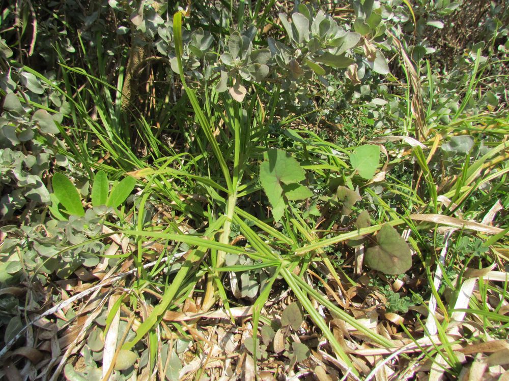 Cenchrus clandestinus (Hochst. ex Chiov.) Morrone, 2010 [syn. Pennisetum clandestinum C.F. Hochstetter ex E. Chiovenda ; Kikuyuochloa clandestina (Hochst. ex Chiov.) H.Scholz, 2006]