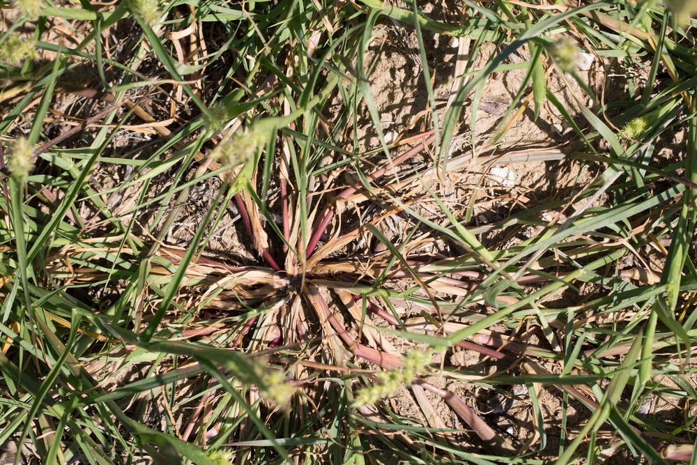 Cenchrus longispinus (Hack.) Fernald, 1943