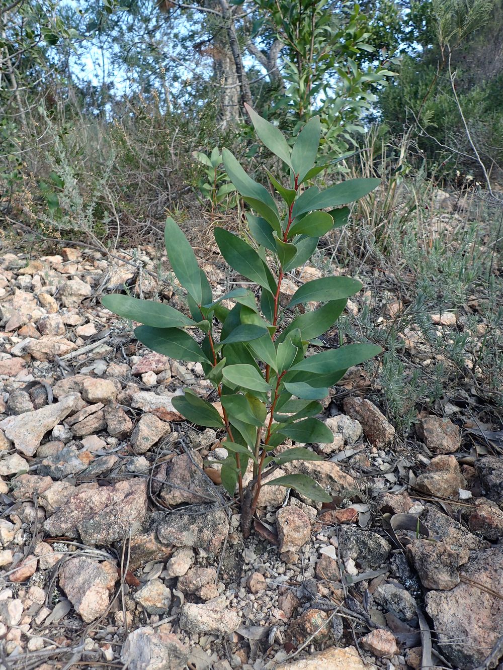 Hakea salicifolia (Vent.) B.L.Burtt, 1941