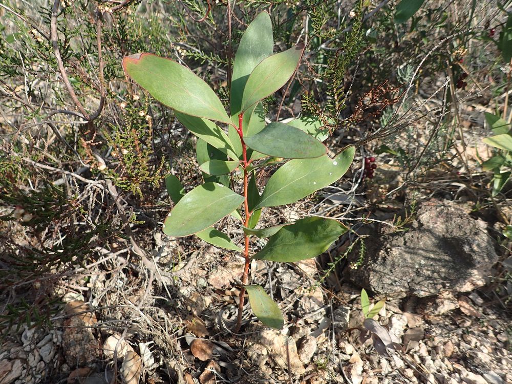 Hakea salicifolia (Vent.) B.L.Burtt, 1941