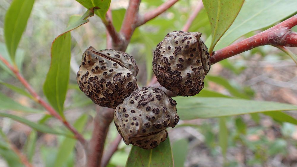 Hakea salicifolia (Vent.) B.L.Burtt, 1941