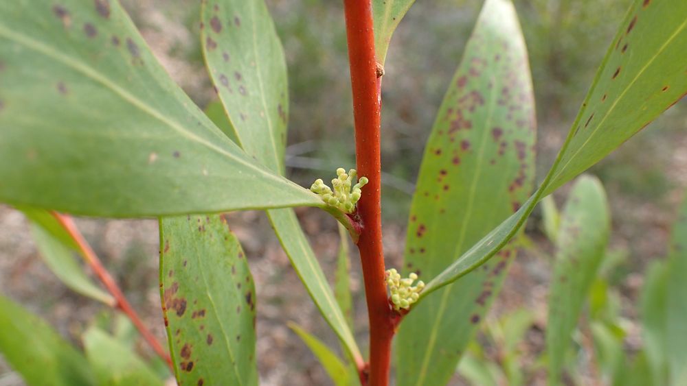 Hakea salicifolia (Vent.) B.L.Burtt, 1941