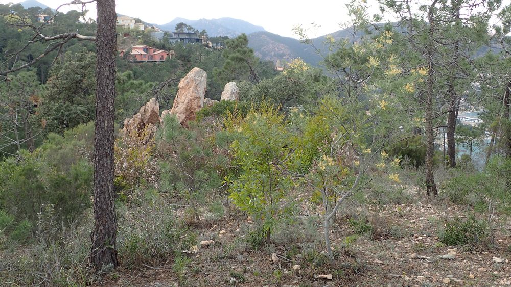 Hakea salicifolia (Vent.) B.L.Burtt, 1941
