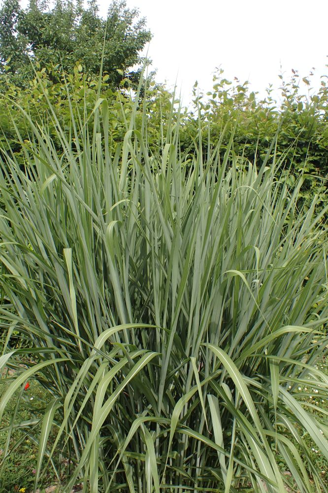 Miscanthus sinensis Andersson, 1855