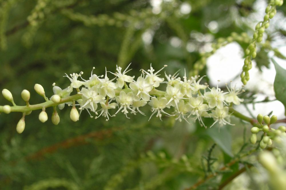 Anredera cordifolia (Ten.) Steenis, 1957