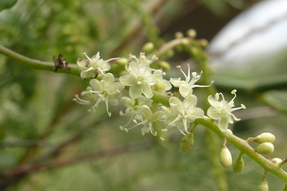 Anredera cordifolia (Ten.) Steenis, 1957