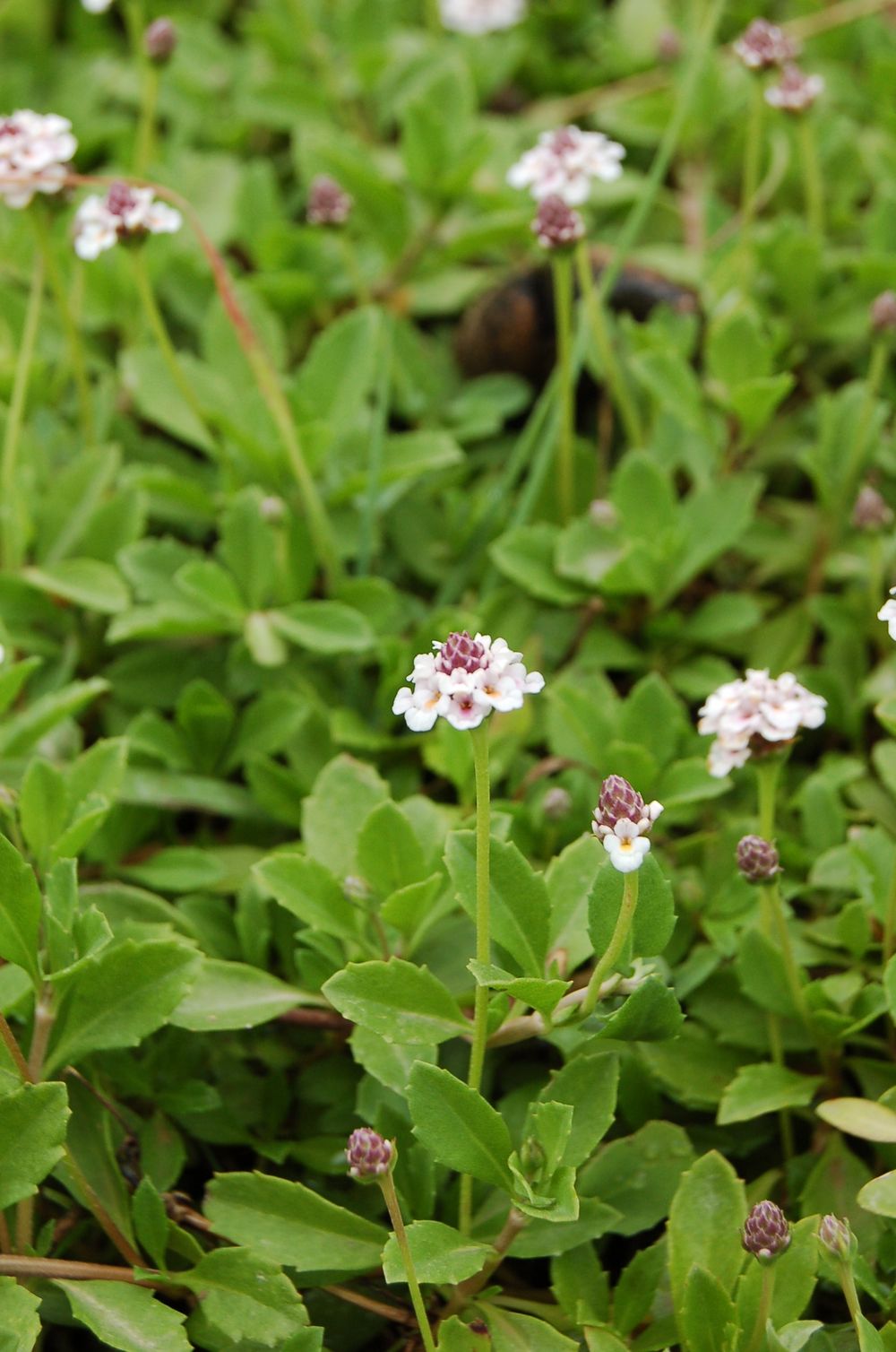 Phyla nodiflora var. minor (Gillies & Hook.) N.O'Leary & Múlgura, 2012 [syn. Phyla filiformis (Schrad.) Meikle, 1985 ; Lippia canescens auct. non Kunth, 1818, sensu P.Fourn., 1937]