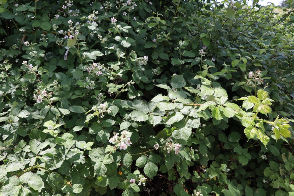 Rubus armeniacus Focke, 1874