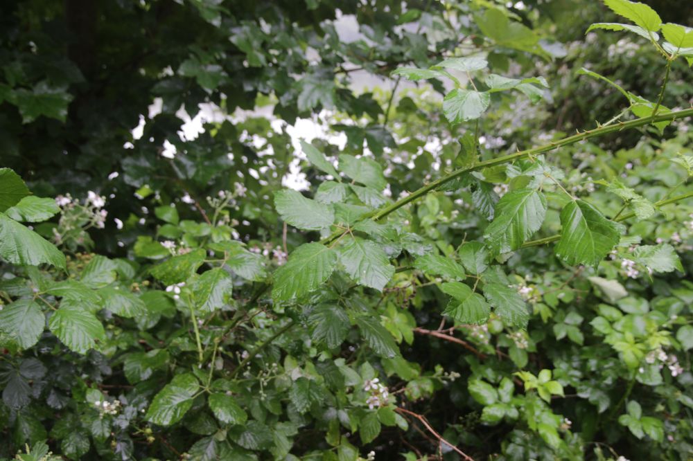 Rubus armeniacus Focke, 1874