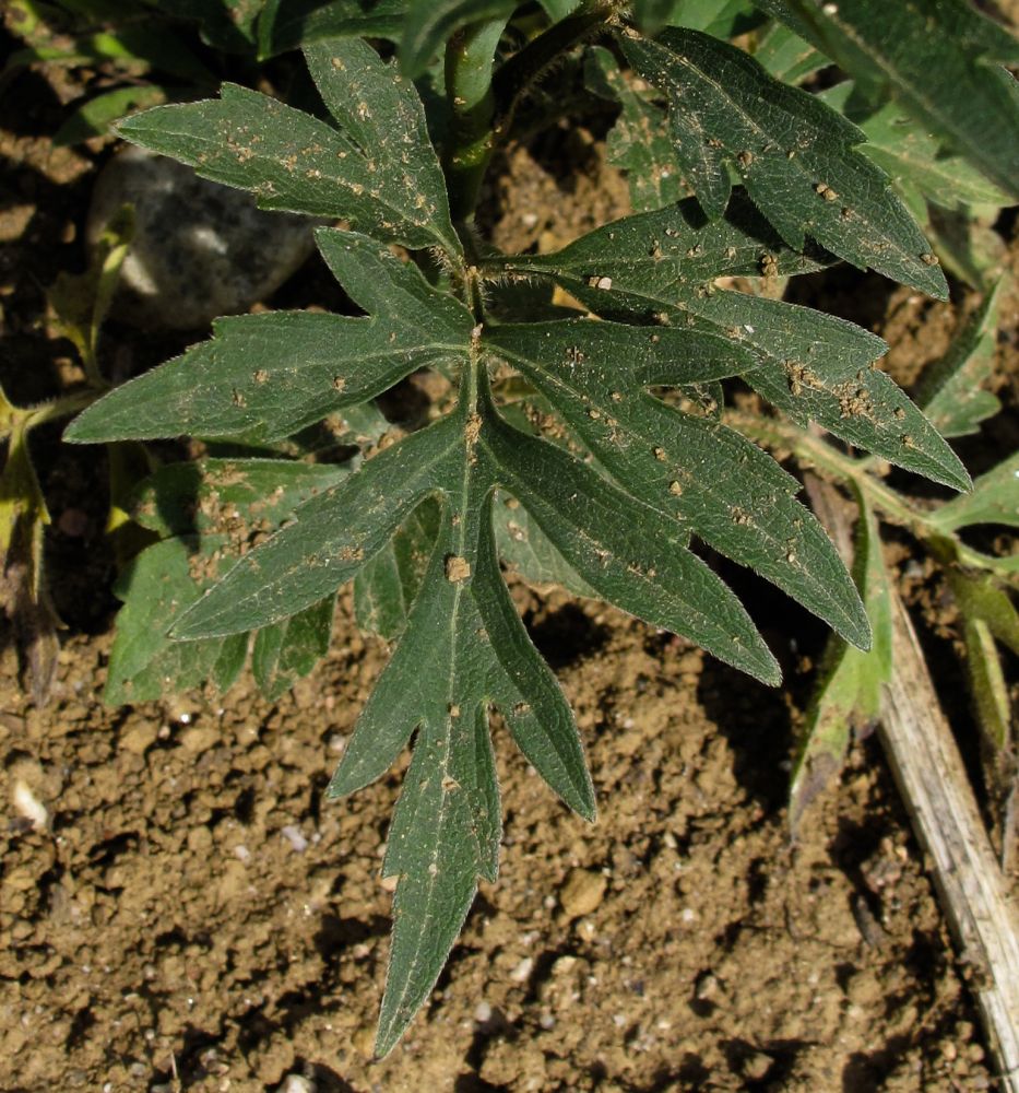 Rudbeckia laciniata L., 1753