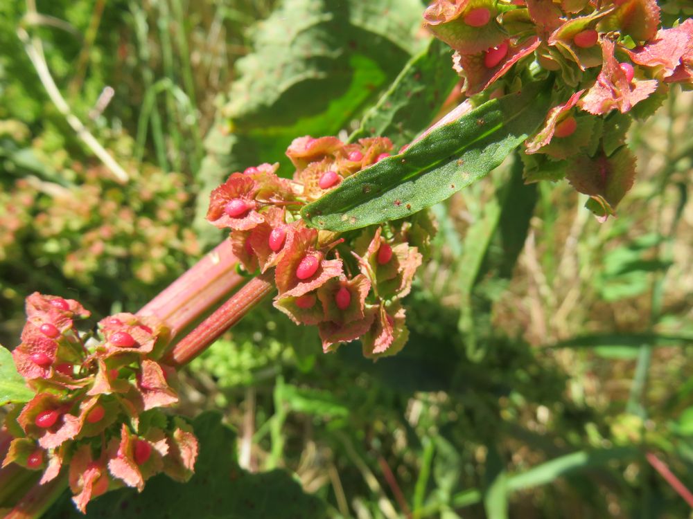 Rumex cristatus DC., 1813